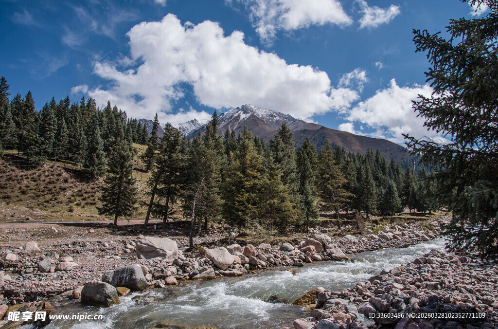 山间溪流旁的葱郁森林