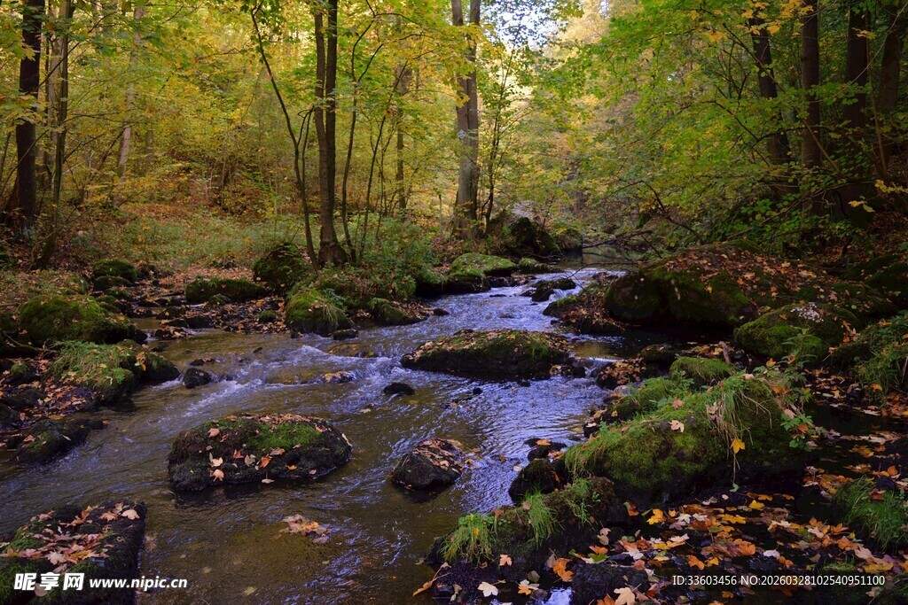 秋日林间潺潺溪流美景