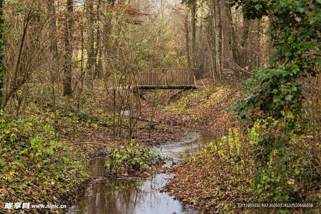 秋日林间小溪与木桥
