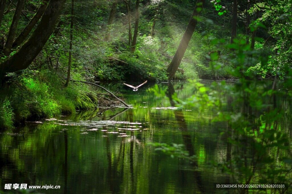 静谧森林中的清幽湖水