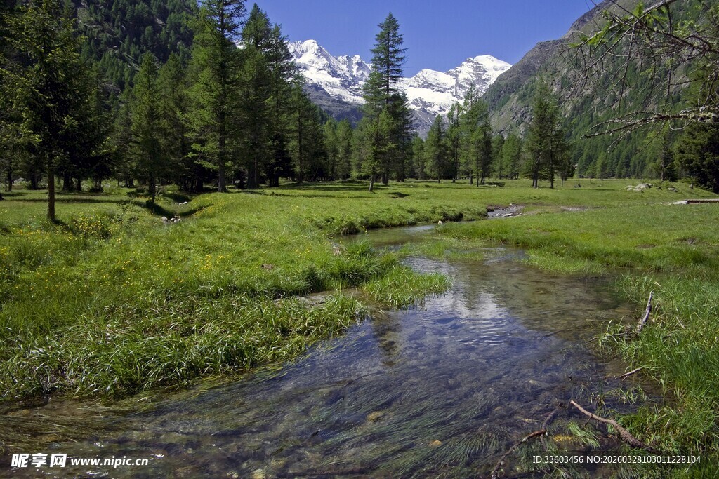 山间小溪旁的翠绿美景