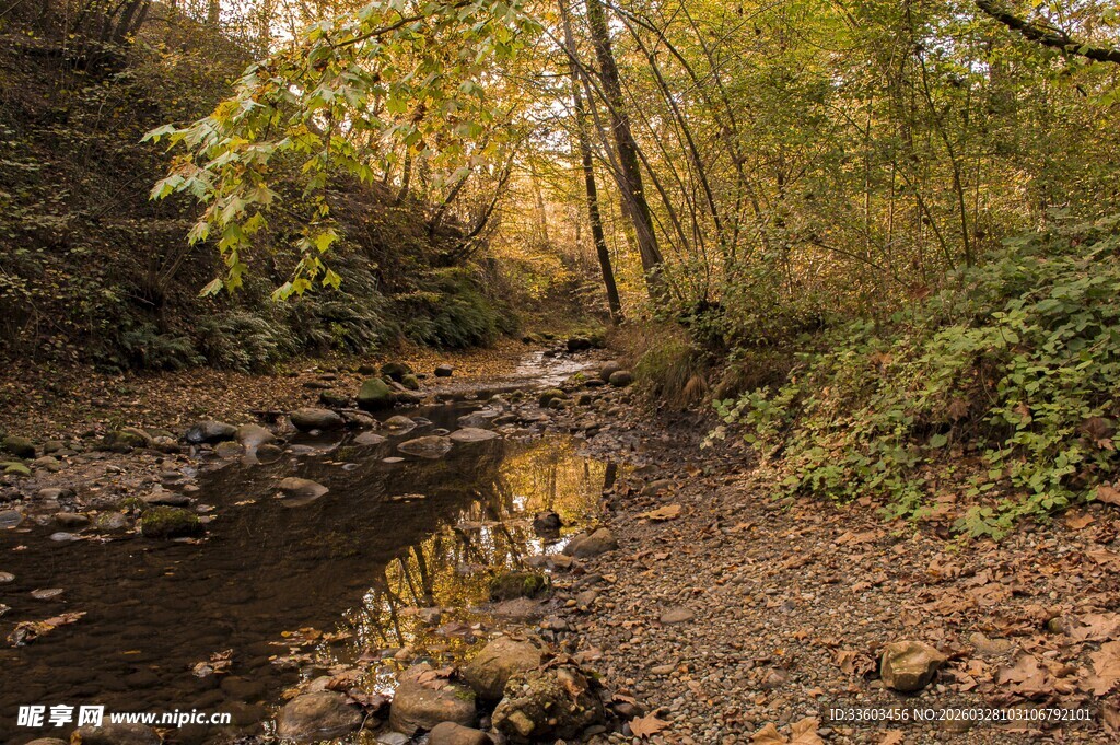 秋日溪边树林美景