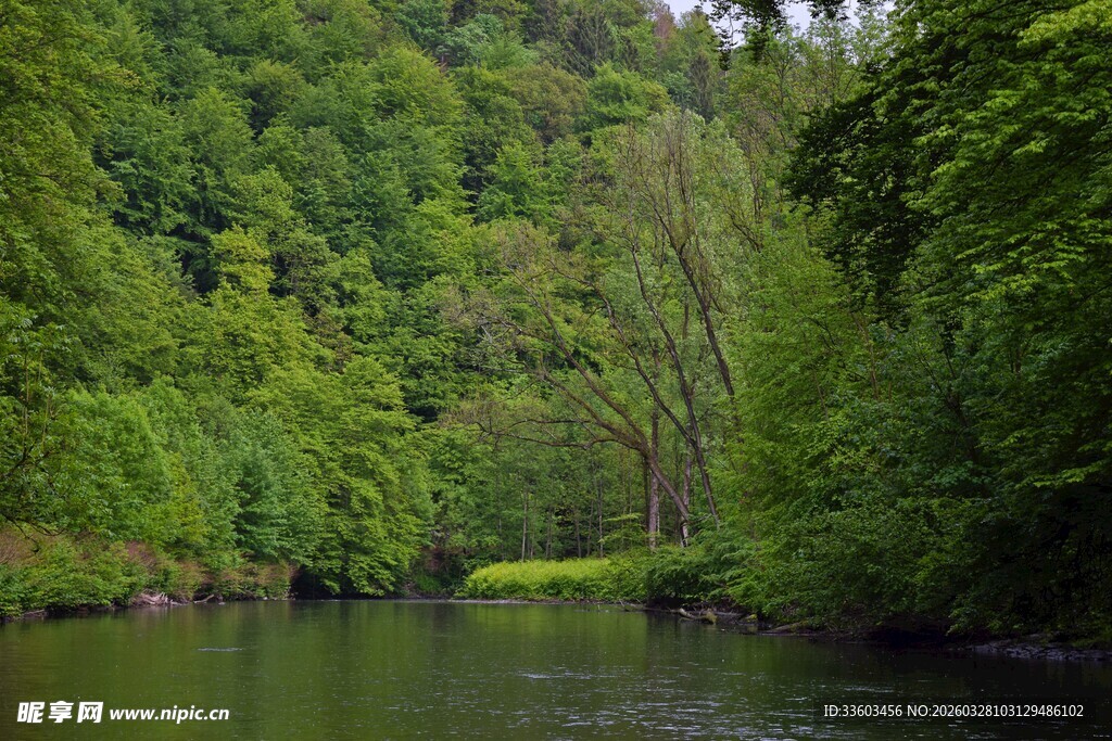 林间静谧河流