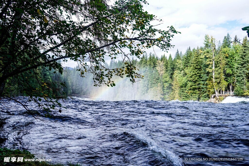 湍急河流旁的茂密森林