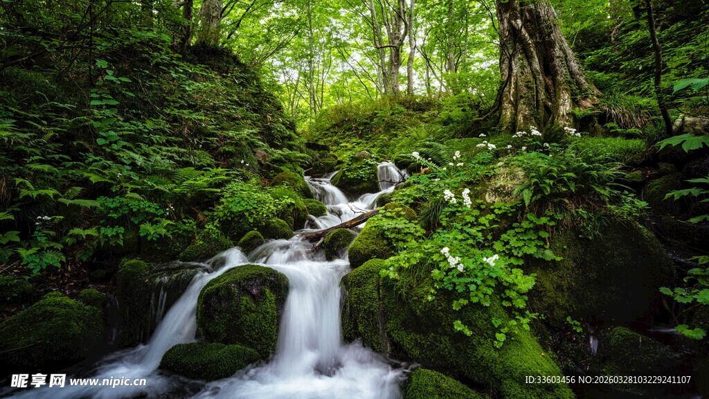 山林间的潺潺溪流