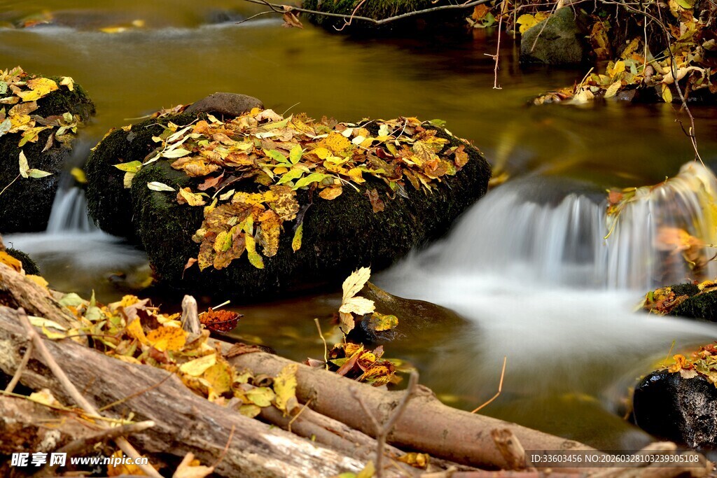 秋日溪流落叶景致