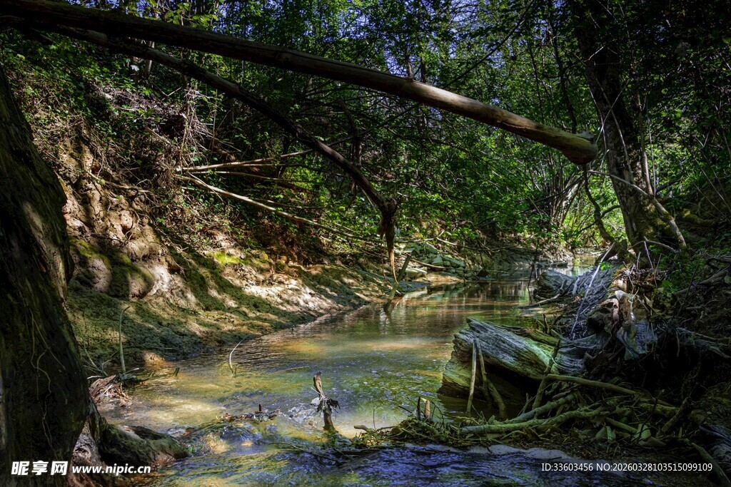 林间清幽溪流景色