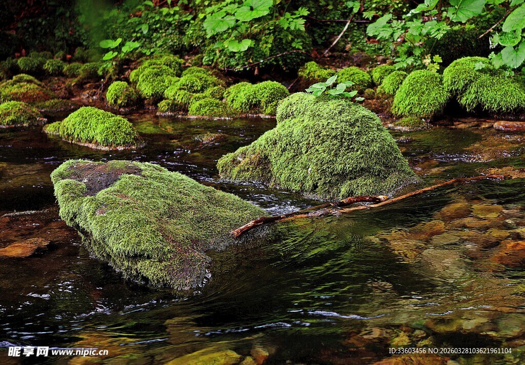 溪边覆满青苔的石头