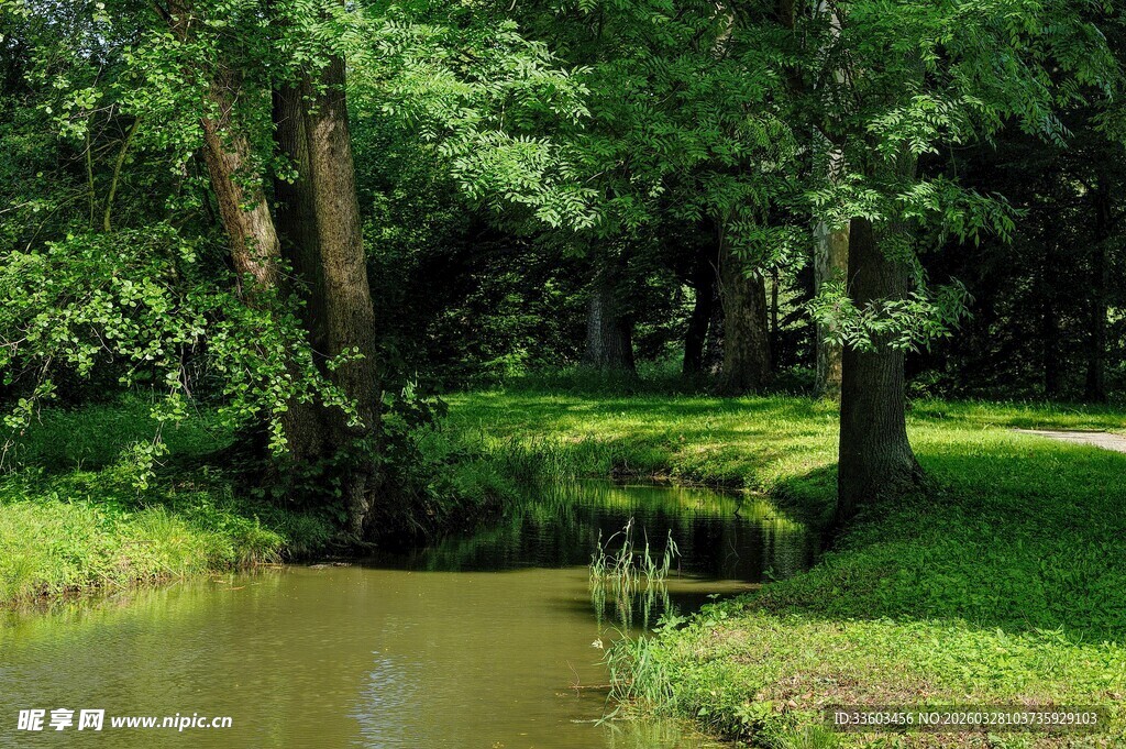 林间小溪畔的清新自然景