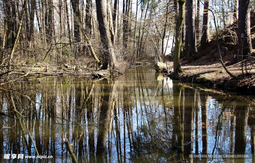 林间静谧水域倒影景象