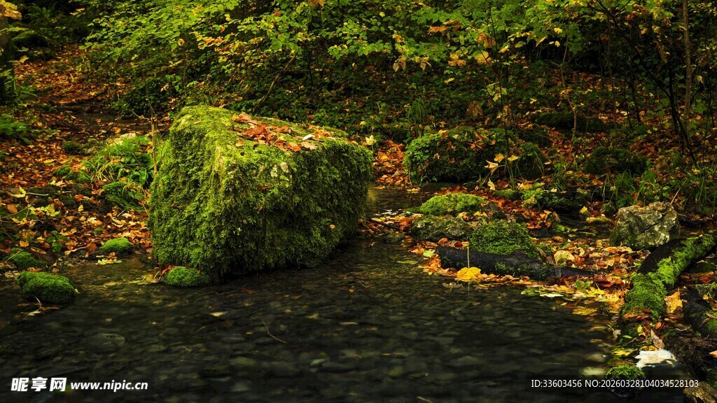 溪边覆绿苔石块与落叶