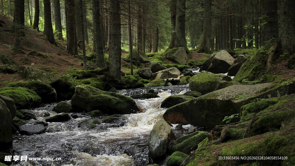 森林中潺潺溪流的静谧之景