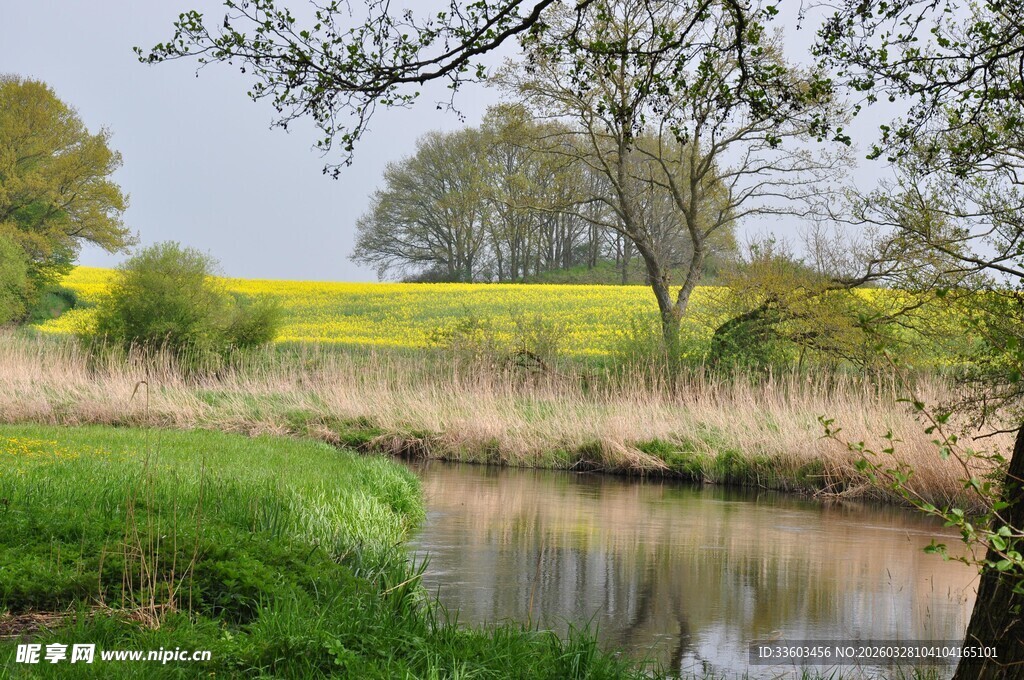春日河畔的金黄油菜花田