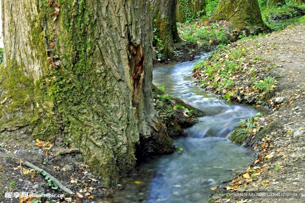 林间潺潺溪流