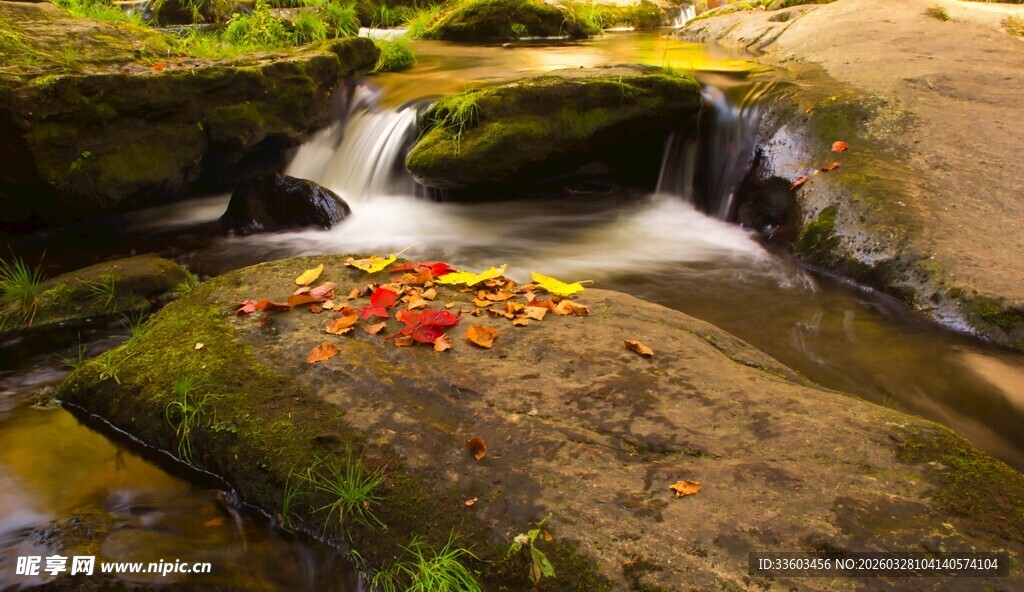山间溪流上的艳丽红叶