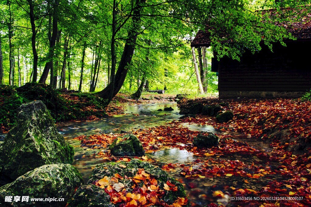 秋日林间的诗意景致