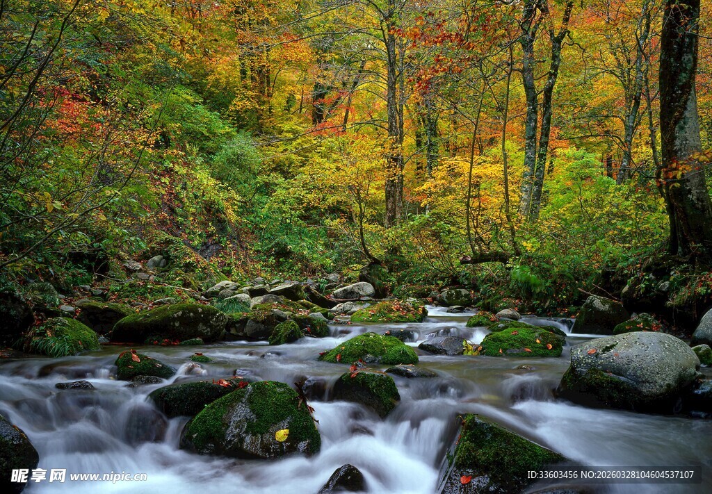 秋日溪流旁的斑斓树林