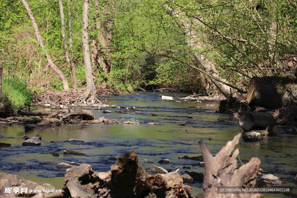 林间自然静谧之景