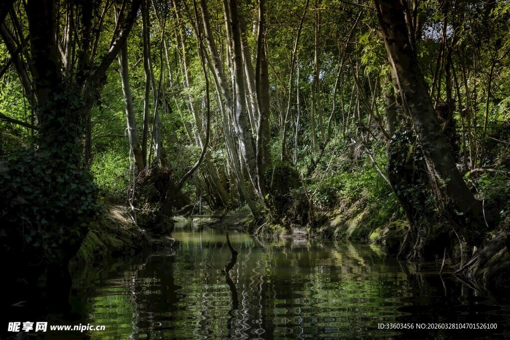 静谧林间小河景观
