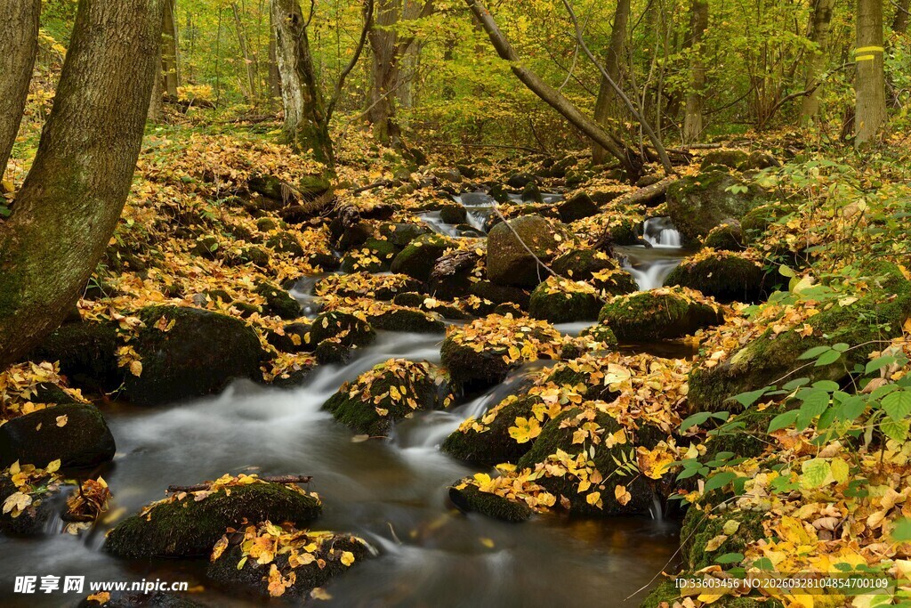 秋日林间溪流落叶美景