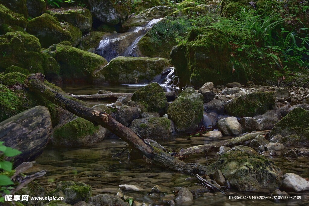 山间溪流旁的苔藓与枯木