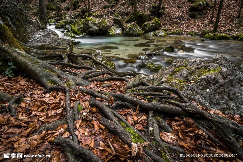 溪边盘根错节的枯木景象