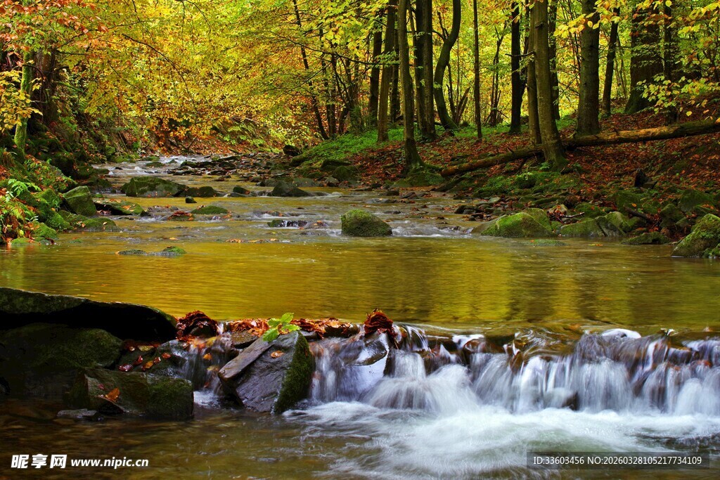 秋日溪流穿林美景