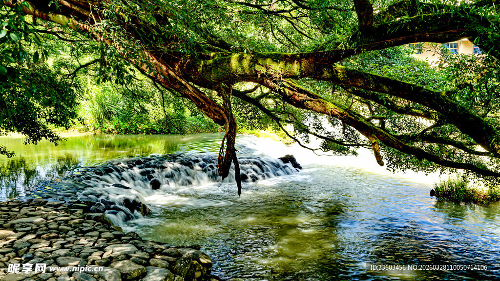 溪边繁茂树林中的潺潺流水