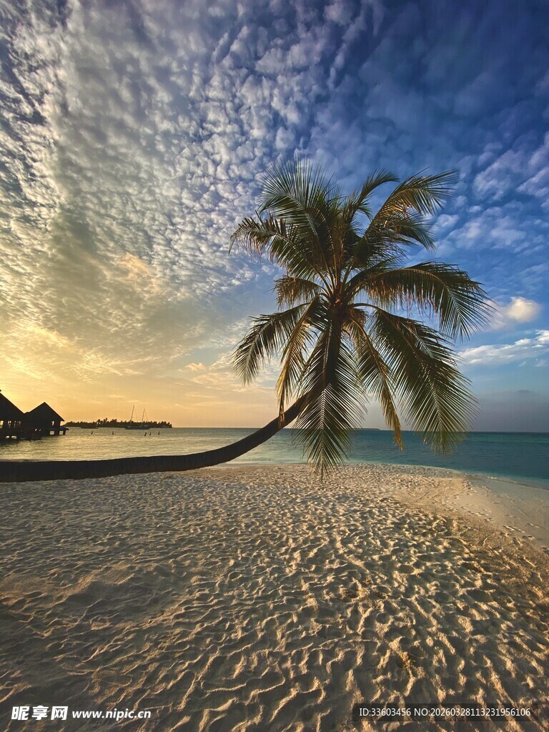 夕阳下的沙滩与倾斜椰子树