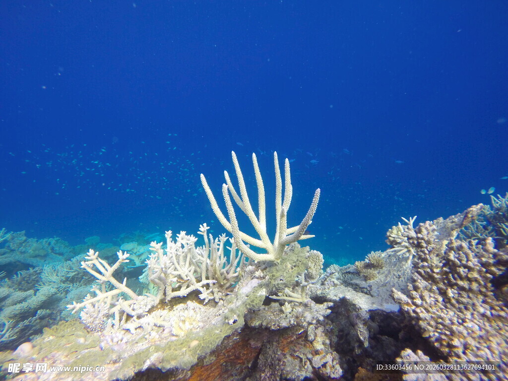 海底美丽的白色珊瑚景观