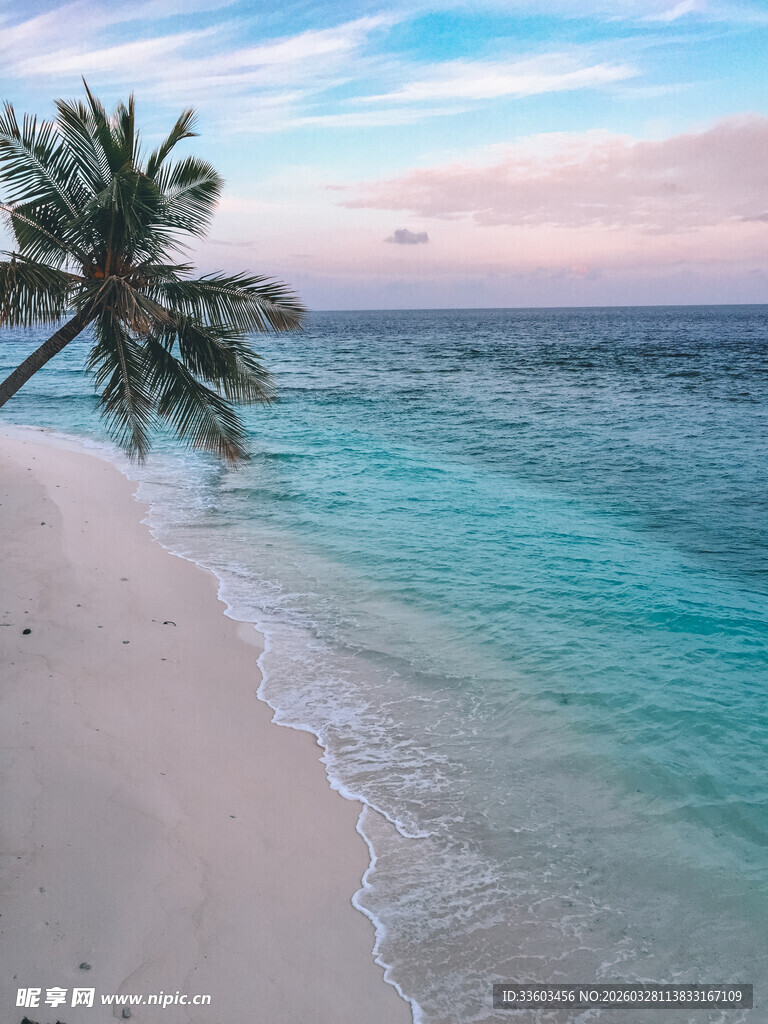 美丽海滩上的倾斜椰子树