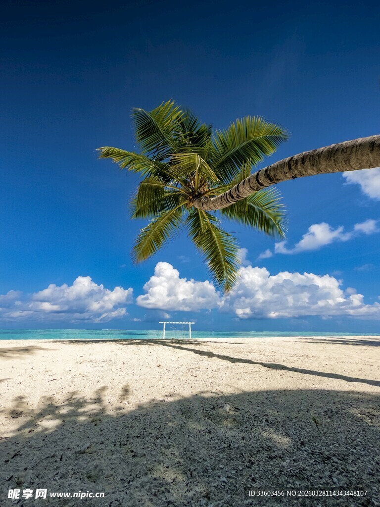 热带海滩上的椰树美景