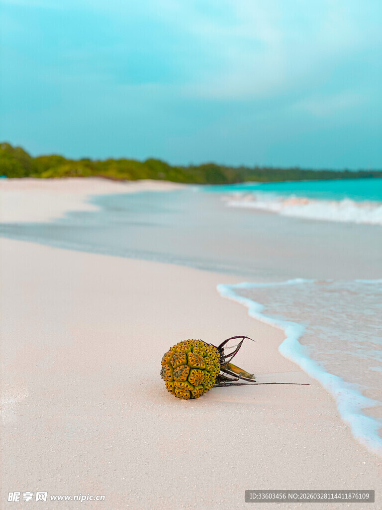沙滩上的椰子