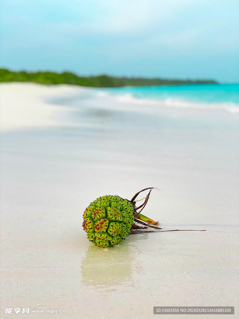 海滩上的绿色菠萝果实