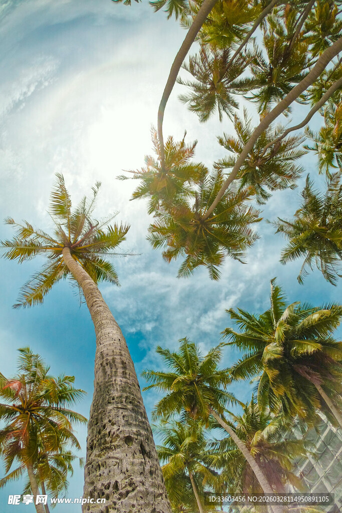 仰望蓝天中的高大椰子树