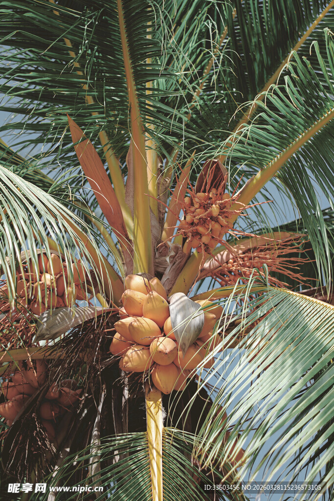 椰树上的累累椰子果