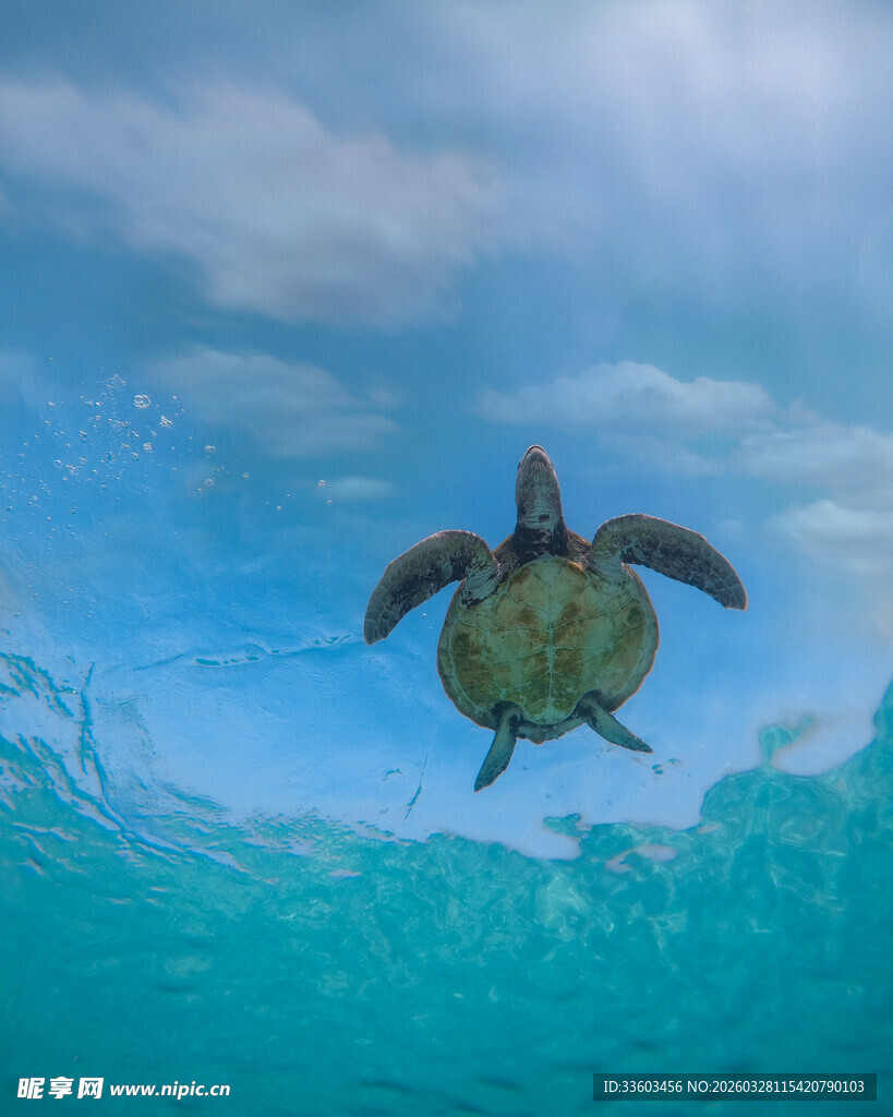 海龟在蓝色海洋中遨游