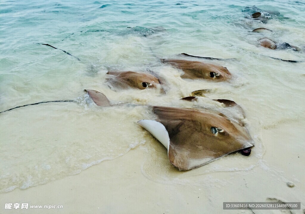 沙滩上的几只魟鱼