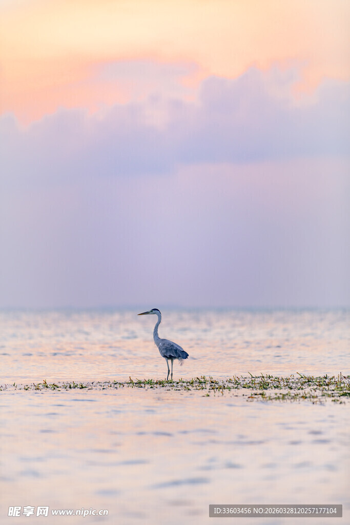 夕阳下孤鹭立于浅滩