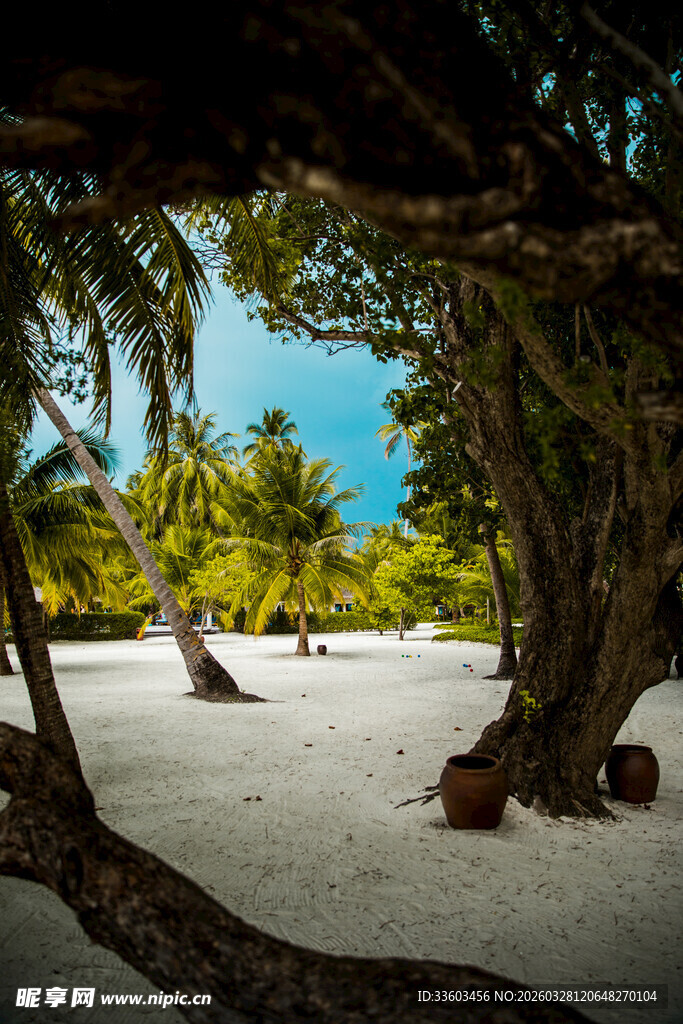 热带沙滩下的繁茂树木