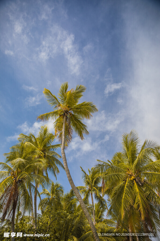 蓝天椰林热带风光美景