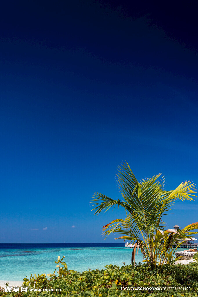 海滨椰树美景