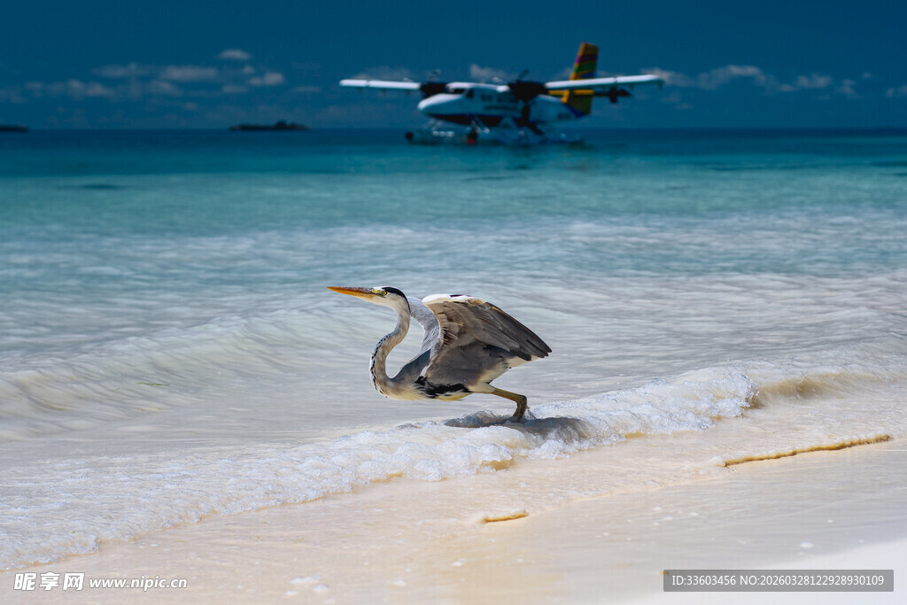 海滩上的鹈鹕与海中飞机