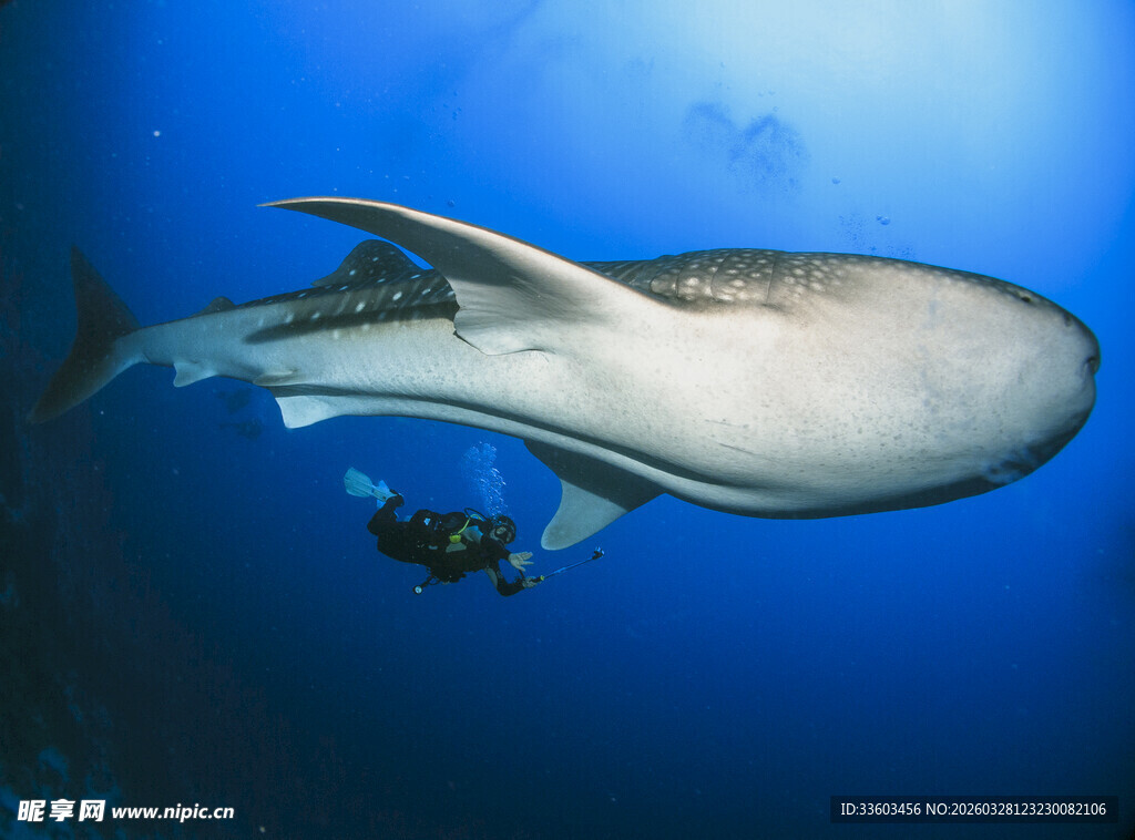 潜水员伴游巨大海洋生物