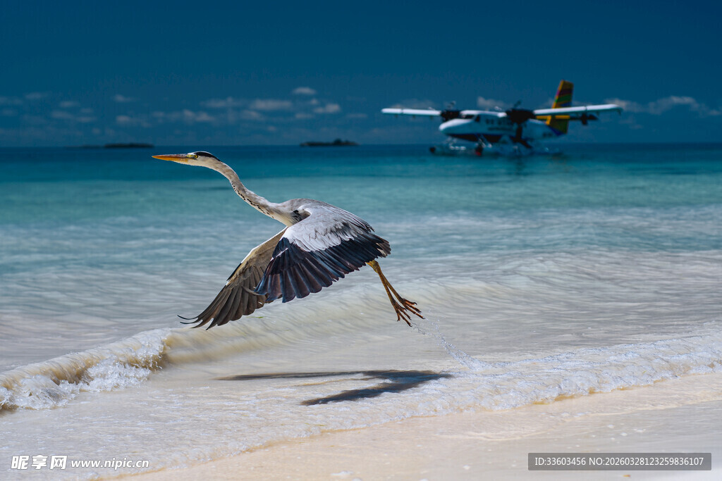 海滩上飞鸟与飞机同框