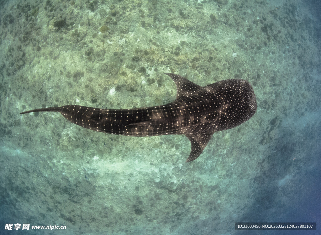 深海中游动的斑点鲨鱼