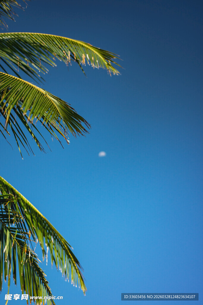 蓝天椰叶间的自由飞鸟