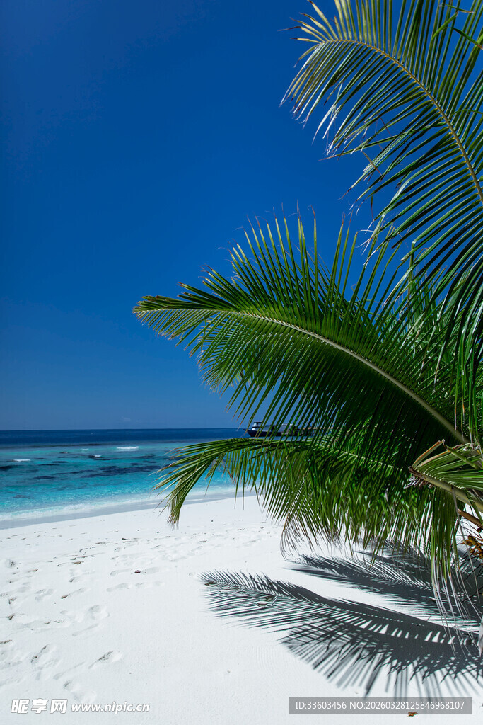 热带沙滩上的翠绿棕榈树