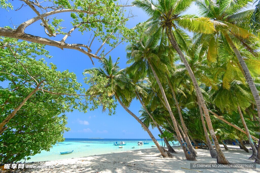 热带海滩椰林美景