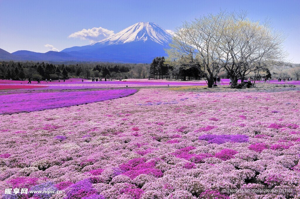 梦幻芝樱田与富士山美景